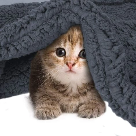 Perle Rare Couverture Pour Chien En Polaire, Couverture Pour Animaux De Compagnie Douce Lavable, Couverture Pour Chat, Coussin Pour Chiot, Lit Pour Animal De Compagnie (couleur Café, 100 * 80CM) 7 Perle Rare Couverture Pour Chien En Polaire, Couverture Pour Animaux De Compagnie Douce Lavable, Couverture Pour Chat, Coussin Pour Chiot, Lit Pour Animal De Compagnie (couleur Café, 100 * 80CM) – Image 5