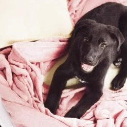 MODOU Couvertures Pour Canapé, Lit, Couvertures Et Jetés Confortables En Peluche Douce Et Légère Pour Les Tout-petits, Les Enfants -Plaid et couverture Soldes 54444154 5